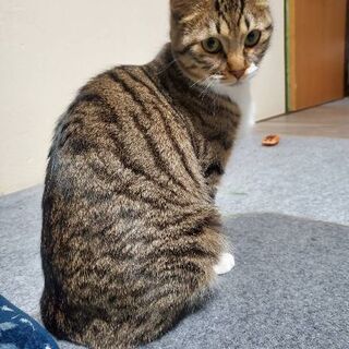 里親さんを募集します！(応募一時中止にします)