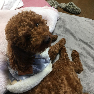 はじめまして🐶