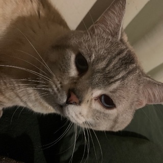 猫の里親を募集してます。