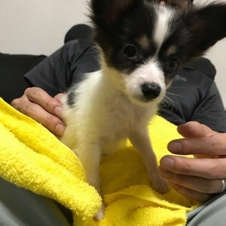 パピヨン 生後7ヶ月 メス 里親さん募集です！