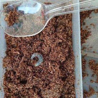 パプアキンイロクワガタ幼虫 値下げしましたの画像