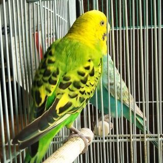 インコ大切に飼ってくださる方、2羽います