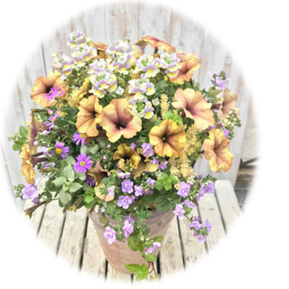 誰でもできる！簡単綺麗な寄せ植え 『あおき式ギャザリング教室』開催！の画像