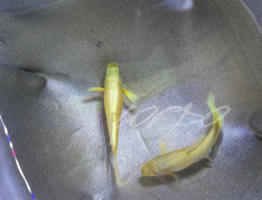 フル　ゴールド　グッピー　#熱帯魚
