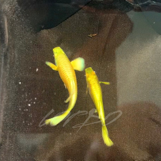 フル　ゴールド　グッピー　#熱帯魚の画像