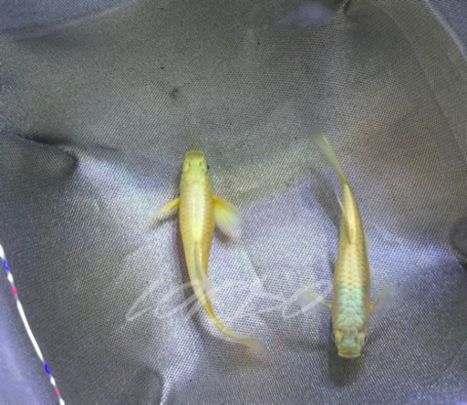フル　ゴールド　グッピー　#熱帯魚