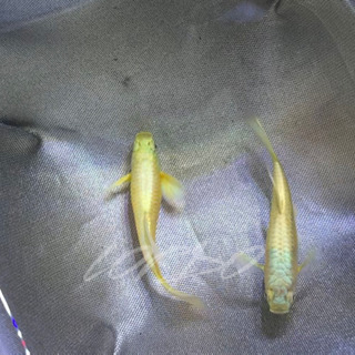 フル　ゴールド　グッピー　#熱帯魚の画像