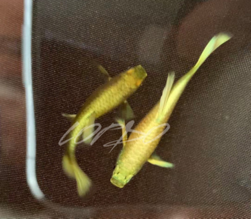 フル　ゴールド　グッピー　#熱帯魚