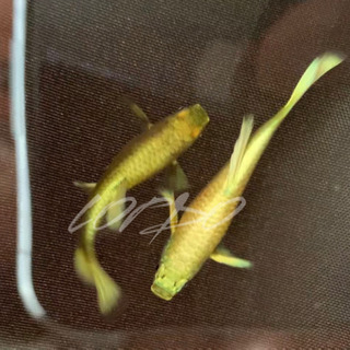 フル　ゴールド　グッピー　#熱帯魚の画像