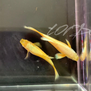 フル　ゴールド　グッピー　#熱帯魚の画像