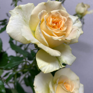 季節のお花を使った生け花（小原流）レッスン＊1回からOKの画像