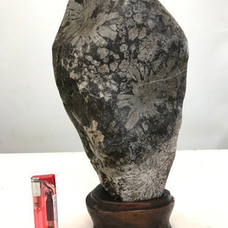 菊石架台付
