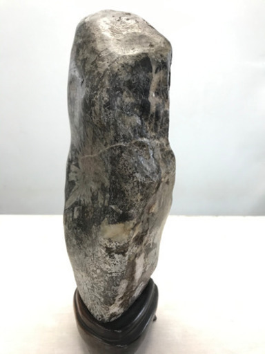 菊石架台付