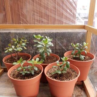カネノナルキ (観葉植物)