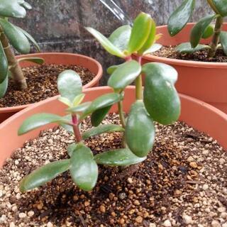 カネノナルキ (観葉植物)の画像