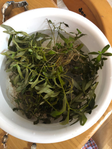 観賞魚用　流木、水草セット