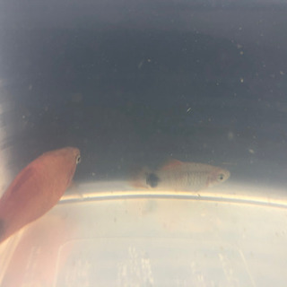 入札入りました！熱帯魚　グッピー、プラティ