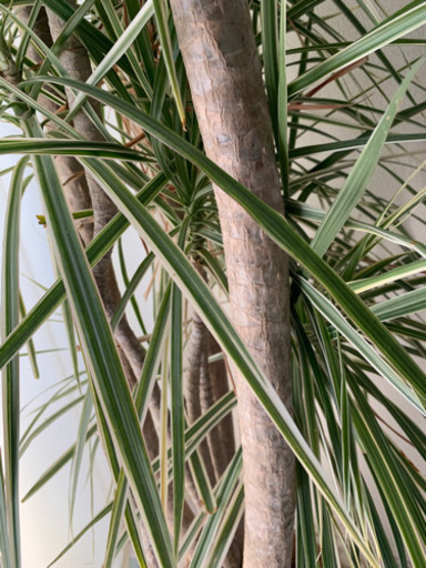 観葉植物