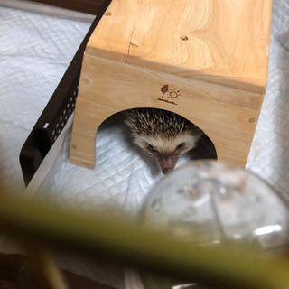 ハリネズミの里親募集