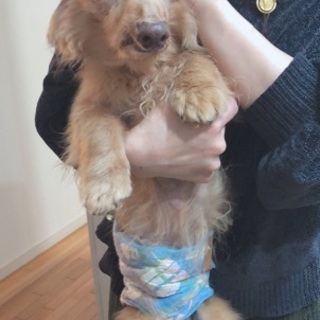 ダックス  ｵｽ  飼育放棄( ･ᴗ･̥̥̥ )保護