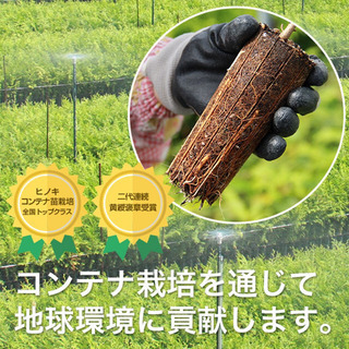 杉苗育て