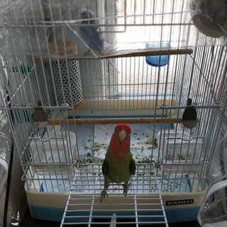 コザクラインコの里親募集