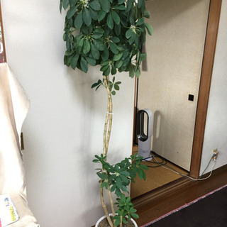 観葉植物カポック