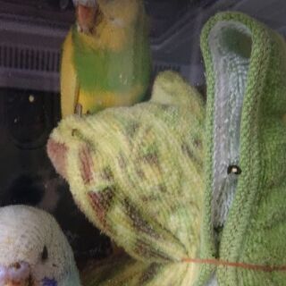セキセイインコイエロー里親募集です。