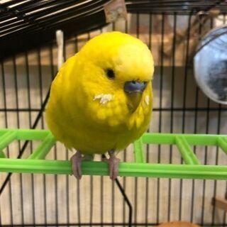 インコ探してます