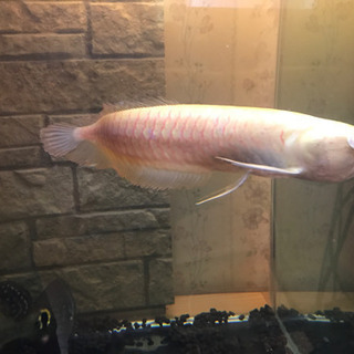 アルビノシルバーアロワナ難ありの画像