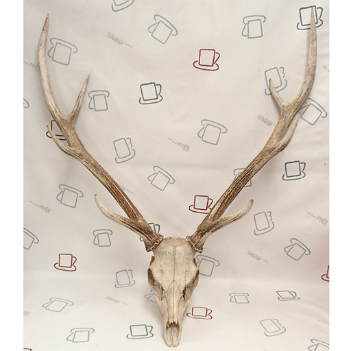 鹿 頭蓋骨 ハンティングトロフィー