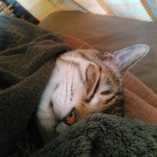 ＜3月18日＞わんちゃん、猫ちゃんの心と身体と魂のお話会は「春の養生法」！の画像