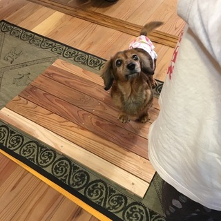 ＜3月18日＞わんちゃん、猫ちゃんの心と身体と魂のお話会は「春の養生法」！の画像