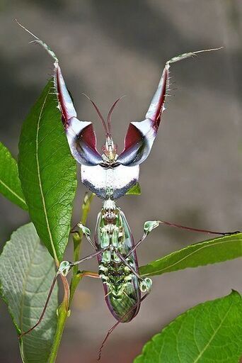 カマキリの人気者Idolomantis diabolica／ニセハナマオウカマキリ／CB／初齢1匹 (arkpet)  町田のその他の中古あげます・譲ります｜ジモティーで不用品の処分