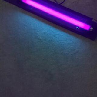 ブラックライト