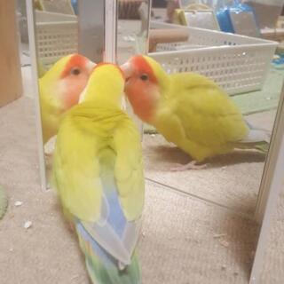 探しています