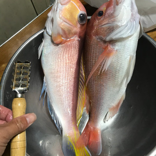 釣り友募集