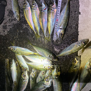 釣り友、LINE友募集 − 千葉県