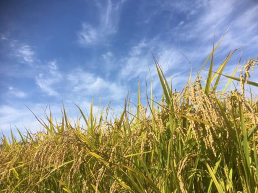 もち米▲餅米！令和元年産！