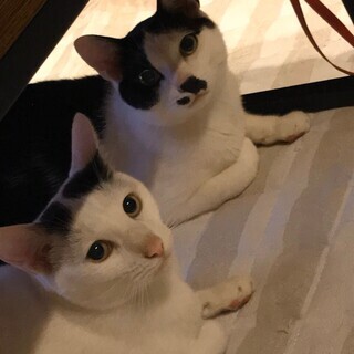 【約３歳オス】２匹一緒にお世話してくださる方募集！