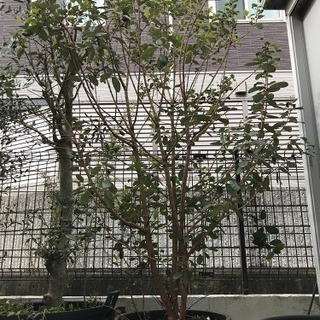フィジョア鉢植え　２株
