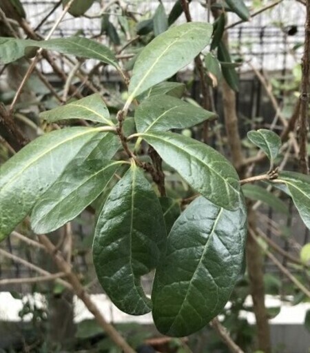 フィジョア鉢植え　２株