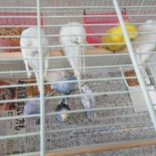 インコの里親さん募集