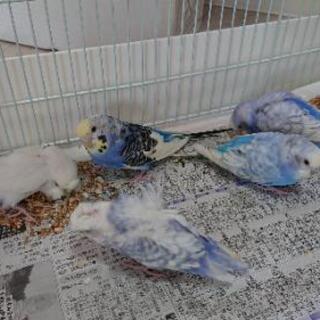 インコの里親さん募集 - その他
