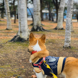 犬友だち募集