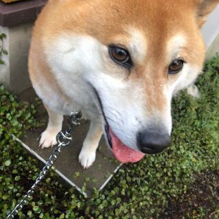 血統書あり 柴犬メスおとなしい♥️