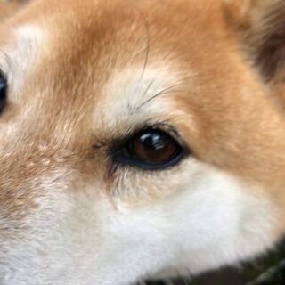 血統書あり 柴犬メスおとなしい♥️ - 水戸市