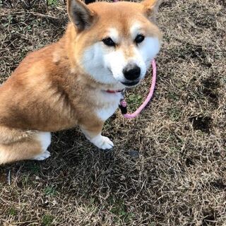 血統書あり 柴犬メスおとなしい♥️ - 犬