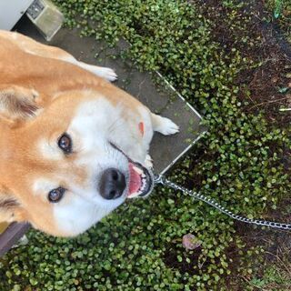 血統書あり 柴犬メスおとなしい♥️ − 茨城県