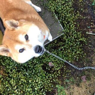 血統書あり 柴犬メスおとなしい♥️ - 里親募集